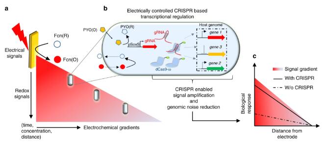 利用CRISPR技术串联生物学和电子学