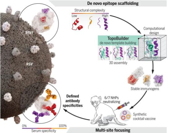 Science:人工蛋白可用于疫苗制备